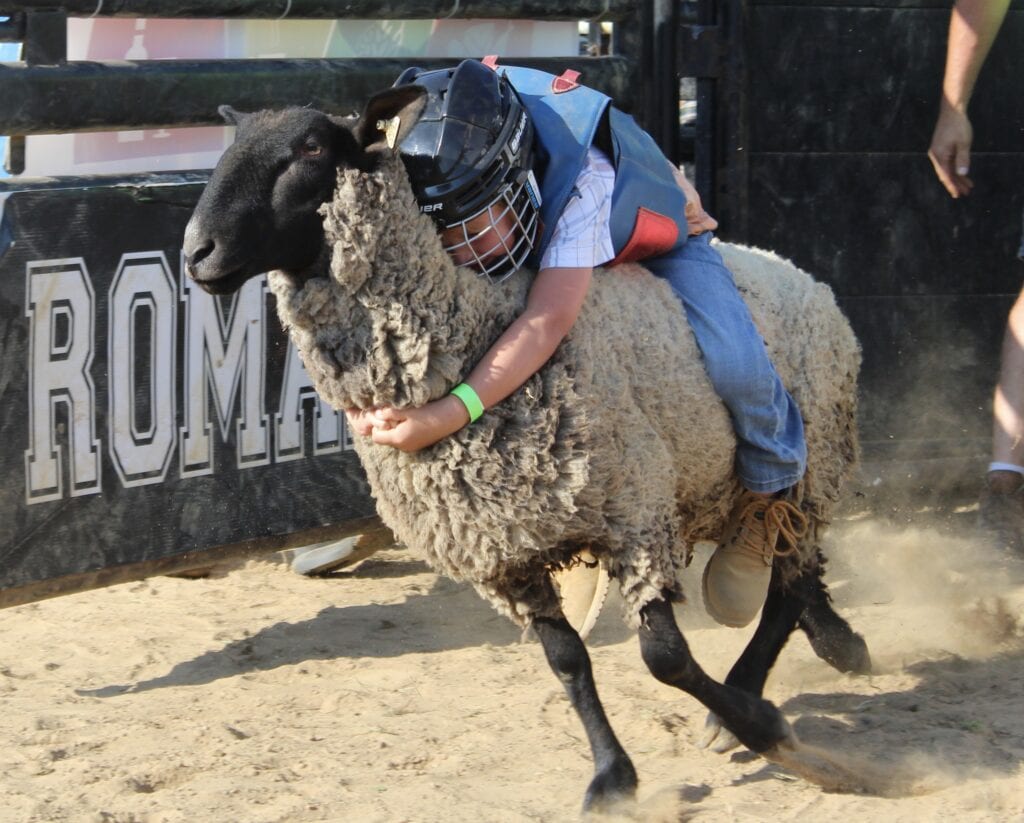 mutton busting 2