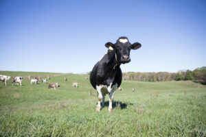 pasture raised cows