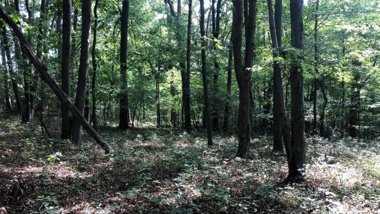 village park woods